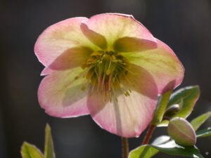 Helleborus x hybridus in Wurzerlsgarten