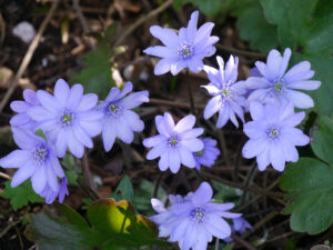 Hepatica transsilvanica, Siebenbürger Leberblümchen im Hütteneck von Wurzerlsgarten