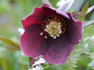 Helleborus x hybridus in Wurzerlsgarten