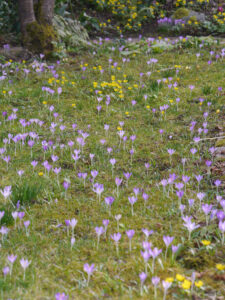 Die Krokuswiese in Wurzerlsgarten