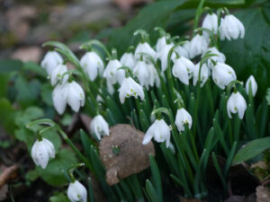 Galanthus nivalis 'Flore Plena' in der Wiese von Wurzerlsgarten