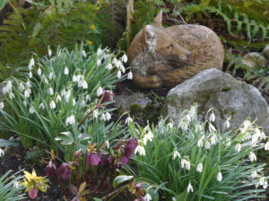 Schneeglöckchen und Lenzrosen im März am Bachhügel von Wurzerlsgarten