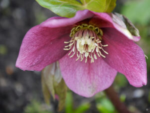 Helleborus Hybride in Wurzerlsgarten