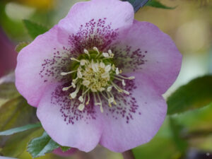 Helleborus Hybride in Wurzerlsgarten