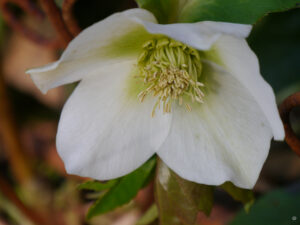 Helleborus Hybride in Wurzerlsgarten