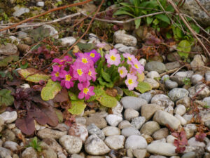 Am Teichrand, spontane Sämlinge von Primula vulgaris in Wurzerlsgarten. 