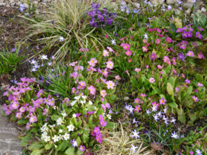 Das Frühlingsbeet im Ahorneck in Wurzerlsgarten