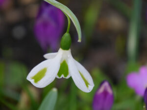 Galanthus plicatus 'Trympostor', in Wurzerlsgarten