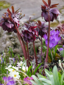 Helleborus orientalis 'Cerise', mit Primeln und Krokussen in Wurzerlsgarten 