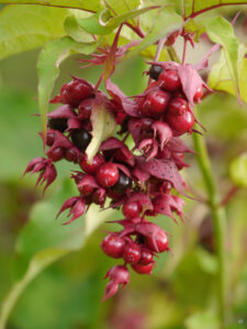 Leycesteria formosa im Präriegarten Beate Höing