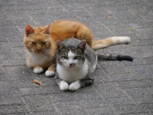 Larry und Paul bei ihrer Siesta im Garten Höing.