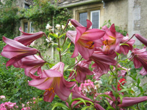 Trompetenlilien in Abbey House Gardens