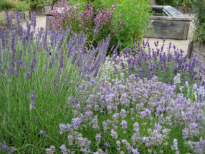 Im Kräutergarten von Abbey House Gardens