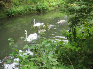 Am Fluss mit Schwanenfamilie in Abbey House Gardens