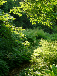 Sonnenstrahlen finden immer einen Weg durch lockere Baumkronen im Hermannshof.
