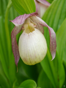 Cypripedium 'Sabine', Hermannshof Weinheim