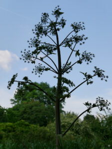 Peucedanum verticillare, Riesen-Haarstrang, Hermannshof Weinheim