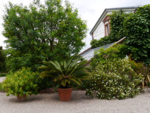 Exotenkübel formieren sich rund um das Gärtnerhaus im Hermannshof Weinheim. 