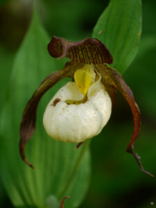 Cypripedium 'Memoriam Shawn Austin', Hermannshof, Weinheim