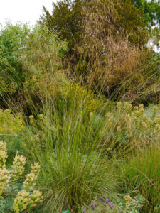 Stipa gigantea in der Felssteppe im Hermannshof, Weinheim    