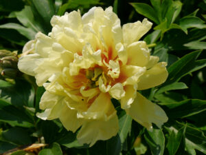 Paeonia Itoh-Hybride 'Bartzella', Hermannshof  Weinheim