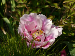 Paeonia Rockii-Gruppe 'Xue Yuan Yu Hui', Hermannshof  Weinheim