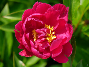 Paeonia lactiflora 'Felix Crousse', Hermannshof  Weinheim