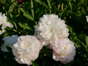 Paeonia lactiflora 'Mme de Verneville', Hermannshof  Weinheim