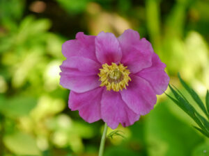 Paeonia veitchii, Veitchs Pfingstrose, Hermannshof, Weinheim