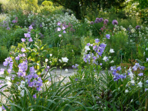 Glockenblumen, Allium und Spornblumen im Hermannshof