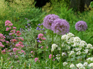 Allium und Centranthus ruber im Hermannshof