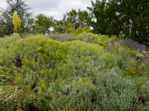 Felssteppe im Hermannshof 