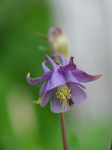 Aquilegia vulgaris Sämling in Wurzerlsgarten