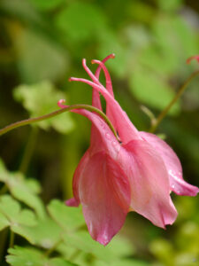 Aquilegia caerulea Sämling in Flamingofarben-Cremegelb, Wurzerlsgarten