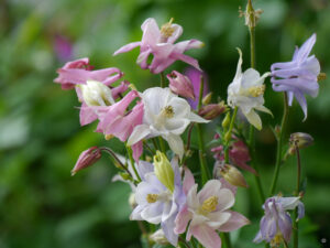 Aquilegia vulgaris 'Biedermeier Selektion', Wurzerlsgarten