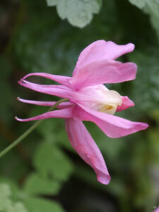 Aquilegia caerulea Sämling in Rosa-Cremeweiß, Wurzerlsgarten