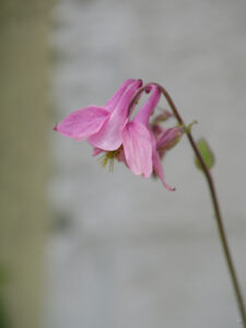 Aquilegia vulgaris rosa Sämling in Wurzerlsgarten