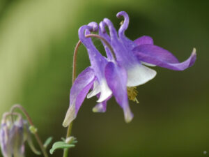 Aquilegia vulgaris blauweißer Sämling