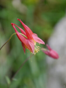 Aquilegia canadensis Sämling in Wurzerlsgarten