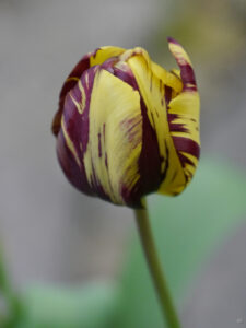 Tulipa 'Lord Stanley', Wurzerlsgarten