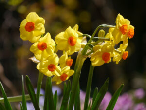 Narcissus 'Bright Day', Wurzerlsgarten