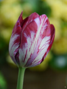 Tulipa 'Catharine Gordon', Wurzerlsgarten