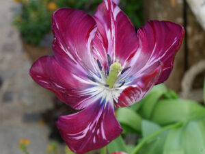 Tulipa 'Catharine Gordon', Wurzerlsgarten