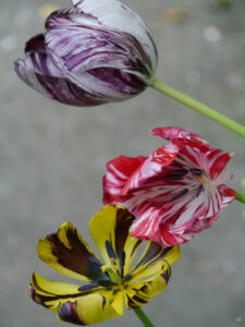 Tulipa 'Black and White', Tulipa 'Rubella', Tulipa 'Lord Stanley', Wurzerlsgarten