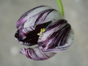 Tulipa 'Black and White', Wurzerlsgarten