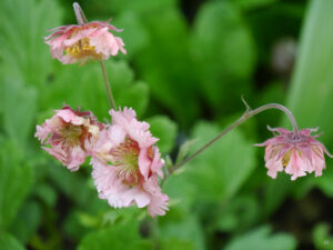 Geum 'Pink Frills', Wurzerlsgarten