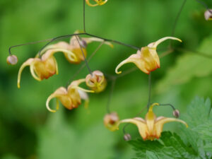 Epimedium x cultorum 'Amber Queen', Wurzerlsgarten