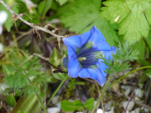 Gentiana acaulis, der stengellose Enzian in Wurzerlsgarten