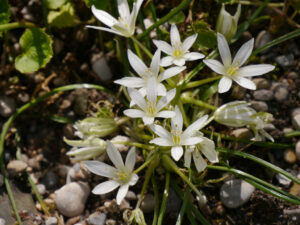 Ornithogalum refractum, Wurzerlsgarten