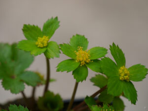 Hacquetia epipactis, Schaftdolde, Wurzerlsgarten